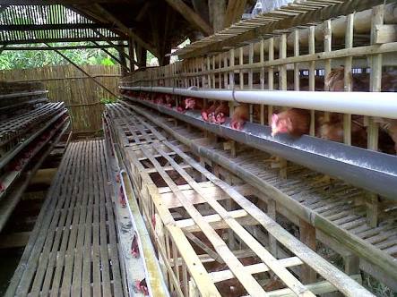 Ternak Ayam Petelur Milik Endro Bisa Hasilnya Ribuan Butir Setiap Hari