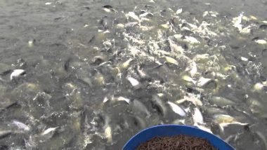 Wilayah Kotamobagu Berpotensi Jadi Pusat Produksi Ikan Patin