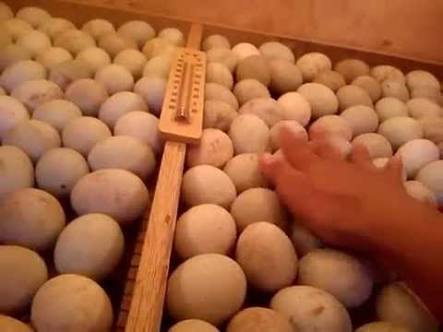 Ternak Telur Bebek Milik Nuhin Mampu Buka Peluang Kerja
