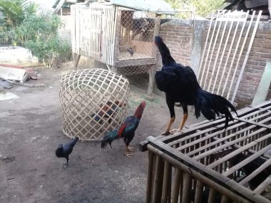 Ternak Ayam Bangkok Peluang Besar Mengatasi Pengangguran