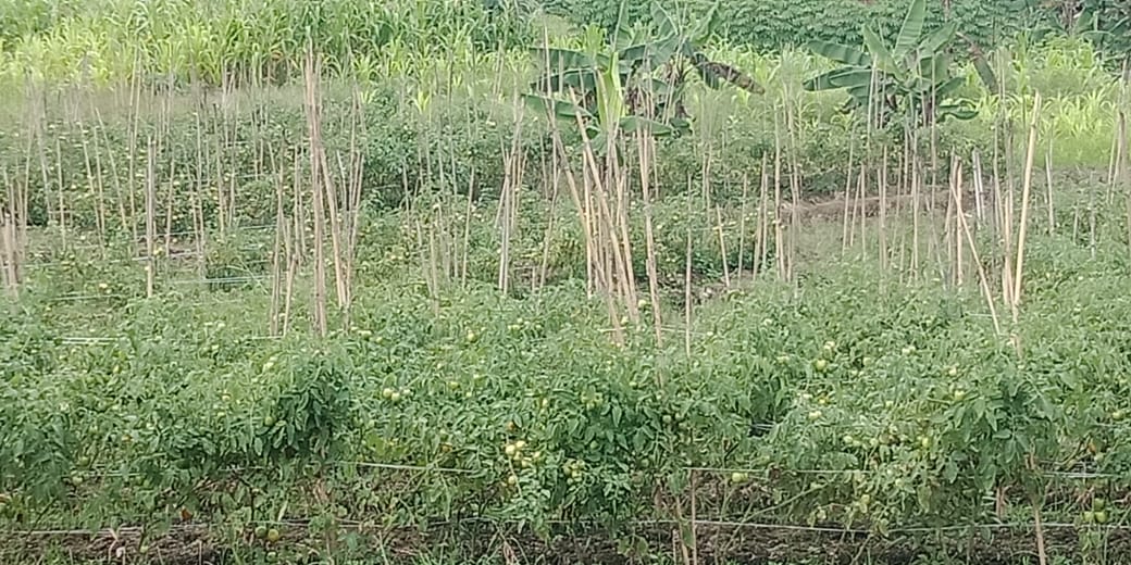 Petani Tomat Asal Genggulang Ikut Raup Untung di Bulan Ramadhan