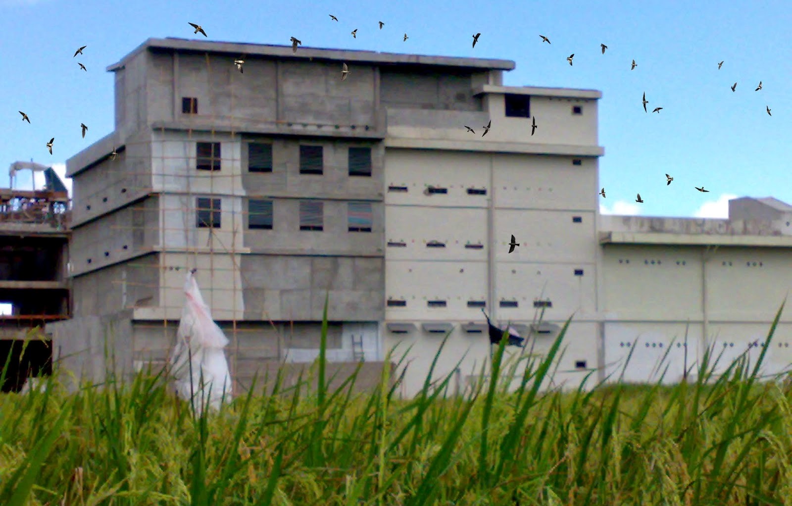 Baru Tiga Usaha Sarang Burung Walet Yang Miliki IMB di Boltim