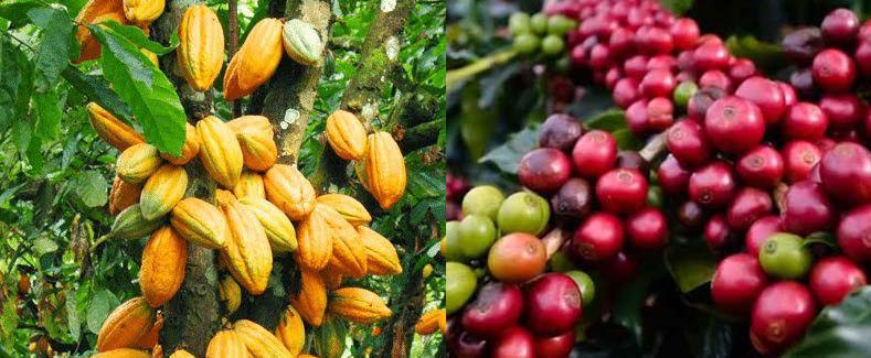 Kotamobagu Utara dan Selatan Bakal Dikembangkan Jadi Pusat Tanaman Kakao dan Kopi
