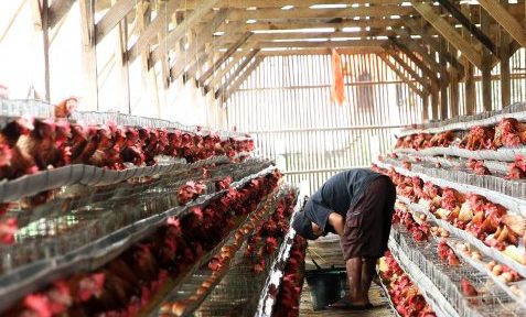 Bisnis Ayam Petelur di Kotamobagu Bisa Hasilkan Jutaan Rupiah Setiap Hari