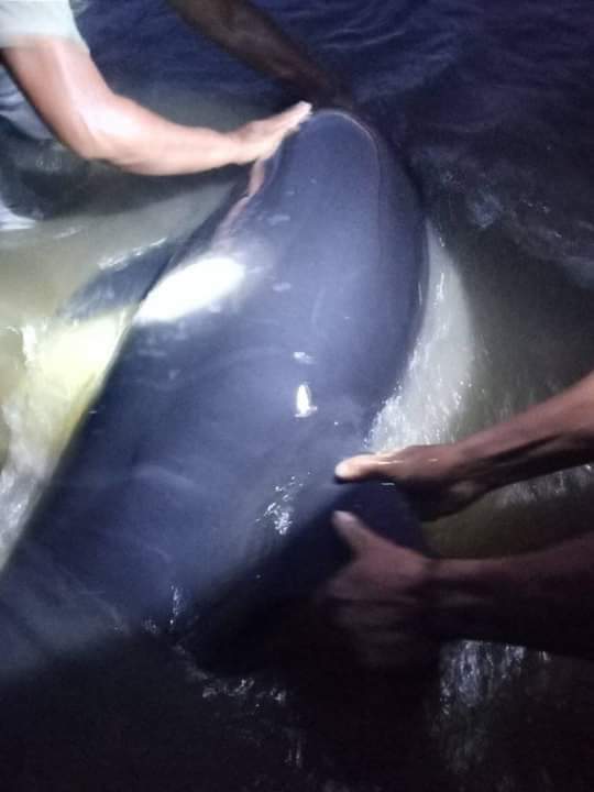 Berulang Kali Didorong Ke Laut, Bayi Orca Tetap Kembali Terdampar di Pantai Inobonto