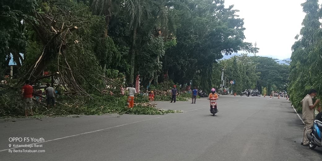 Dinas PRKP Kembali Pangkas Pohon Yang Membahayakan Warga Kotamobagu