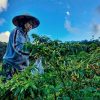 Bicara Potensi Perkebunan Hortikultura, Yasti : Bolmong Tak Kalah Dengan Daerah Lain