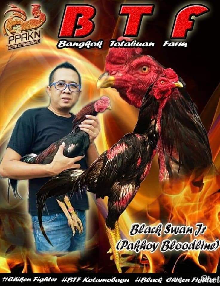 Beternak Ayam Bangkok