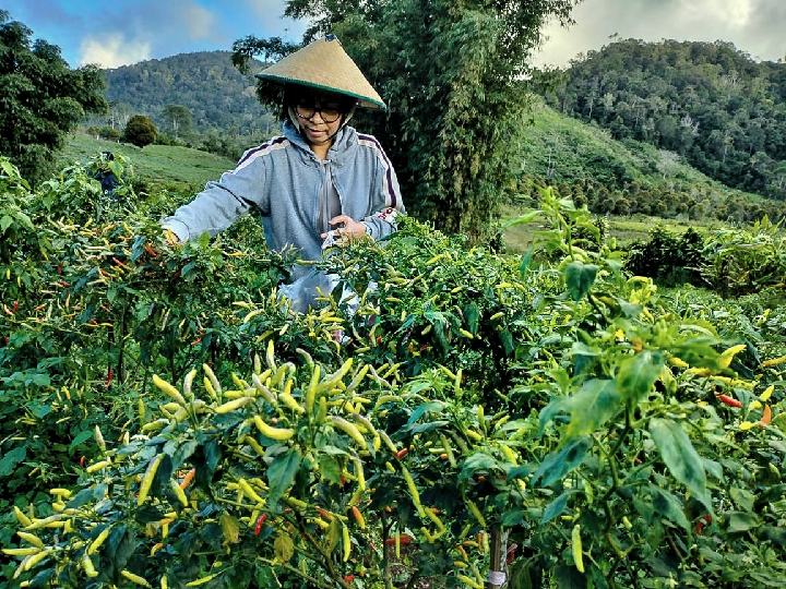 Bicara Potensi Perkebunan Holtikultura, Yasti : Bolmong Tak Kalah Dengan Daerah Lain