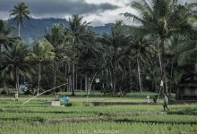 Petani di Bolmong Diharapkan Mengembangkan Mindset Agribisnis