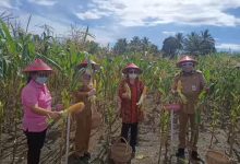 Di Bawah Kepemimpinan Yasti, Pemkab Bolmong Terus Dorong Pengembangan Sektor Agribisnis