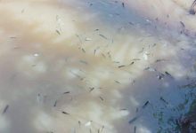 Ribuan Ikan di Sungai Ongkag Mati Misterius