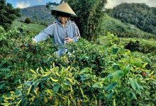 Bicara Potensi Perkebunan Holtikultura, Yasti : Bolmong Tak Kalah Dengan Daerah Lain