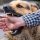 Pemilik Hewan Anjing Bisa Didenda Rp1,5 Juta Jika Peliharannya Gigit Warga