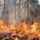 Warga Kotamobagu Diminta Tidak Membakar Rumput Sembarangan di Lahan Perkebunan