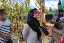 Kepala Dinas Pertanian Kotamobagu Fenti Dilasanti Mifta saat diwawancarai sejumlah awak media