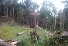 Kondisi Hutan lindung di Desa Kokapoi yang diduga dirusak warga Minsel