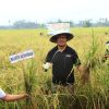 Wali Kota Kota Asripan Nani Lakukan Panen Bersama Petani di Desa Bungko