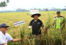 Wali Kota Kota Asripan Nani Lakukan Panen Bersama Petani di Desa Bungko