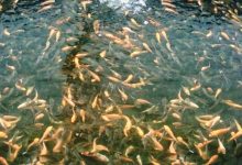 Ratusan Ribu Benih Ikan Air Tawar Akan Disebar di Sungai Kotamobagu