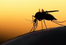 Kasus Malaria di Bolmong Semuanya ‘Impor’